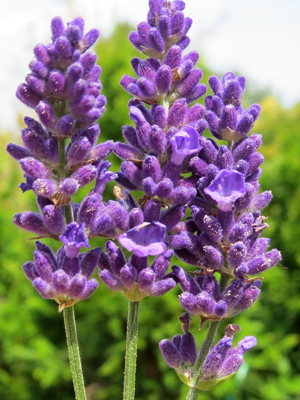 Lavandula angustifolia Aromatico Blue Compact | Lavandula - levandule ...